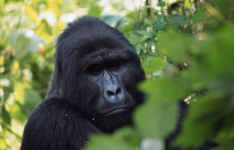 12 Days Uganda Gorilla Classic Safari