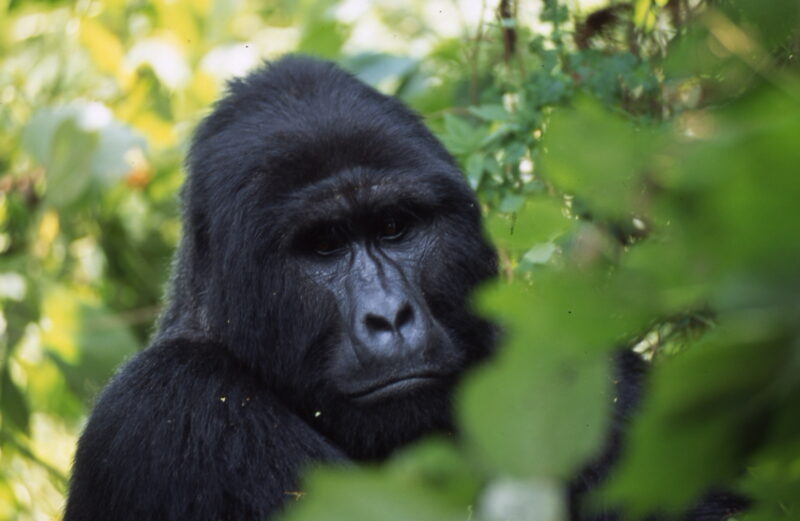 12 Days Uganda Gorilla Classic Safari