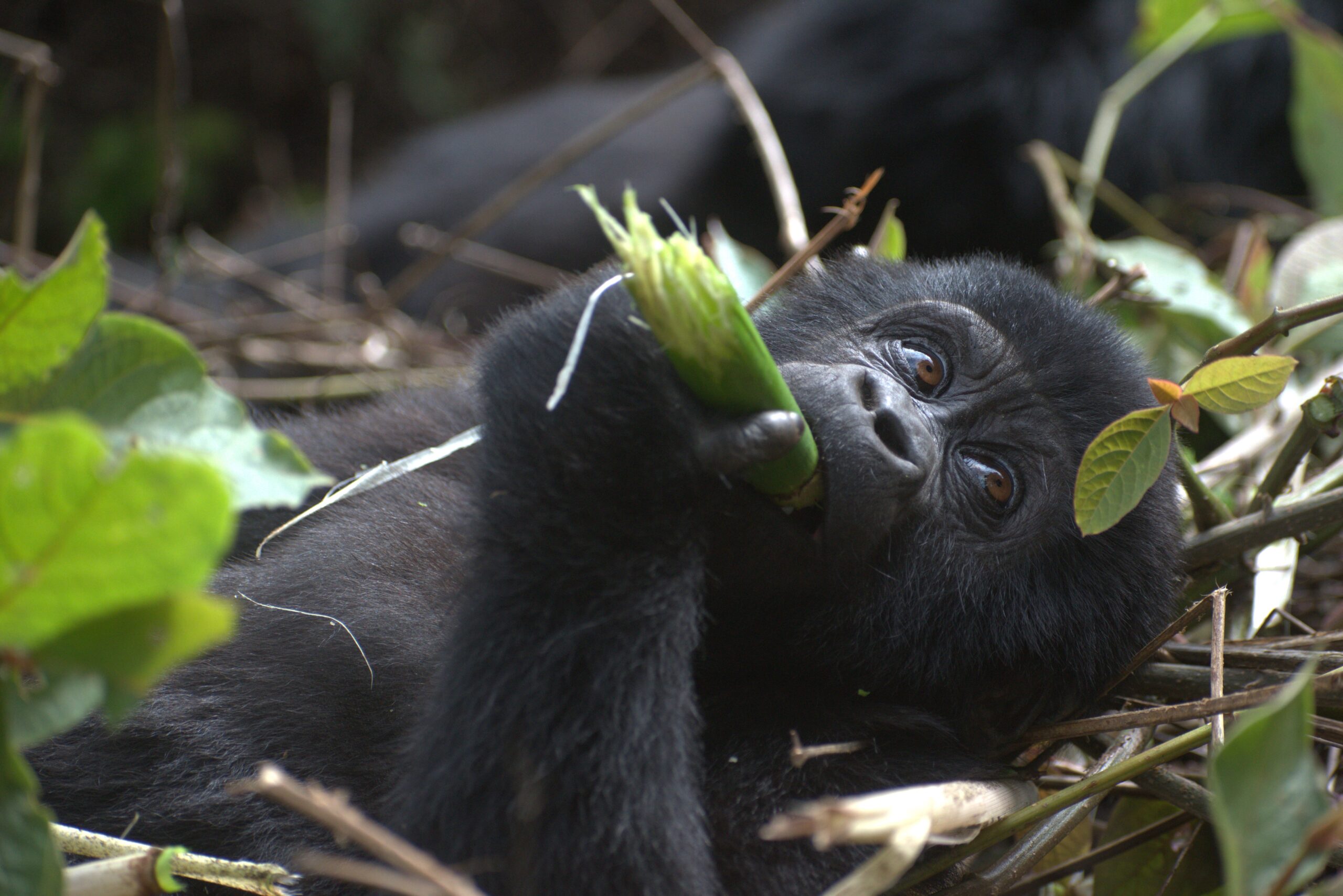 Africa Gorilla Wild Tour