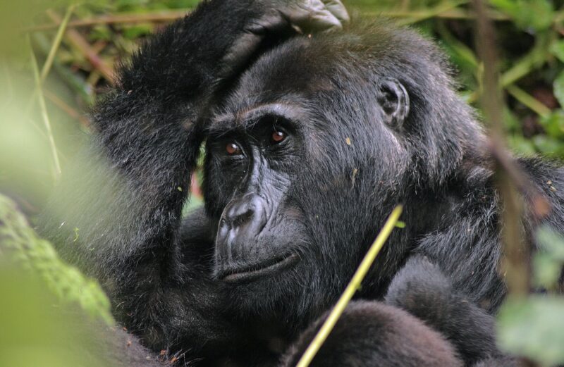 12 Days Uganda Gorilla Classic Safari