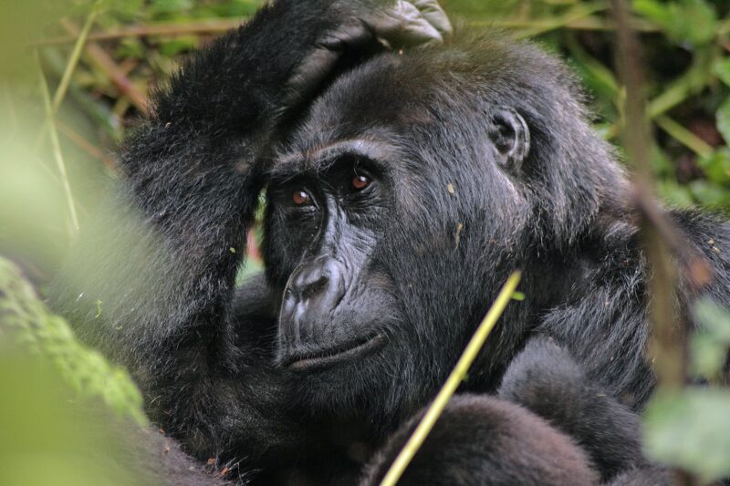 12 Days Uganda Gorilla Classic Safari