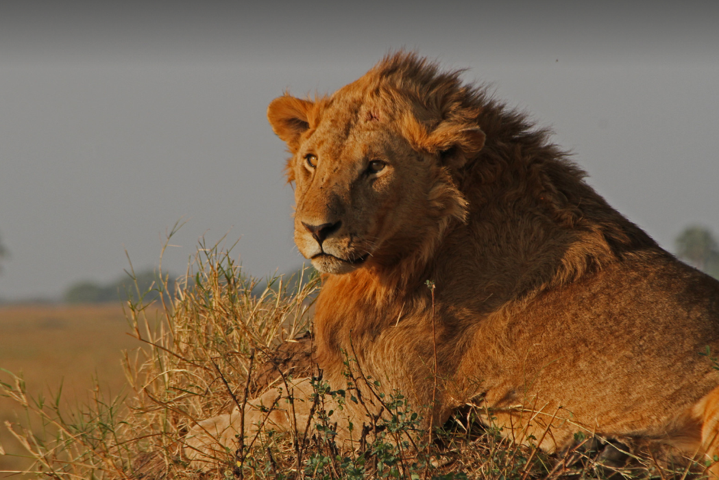 Kenya Safaris