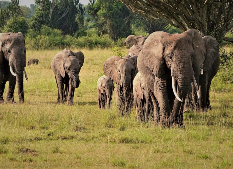 Uganda Wildlife Safari