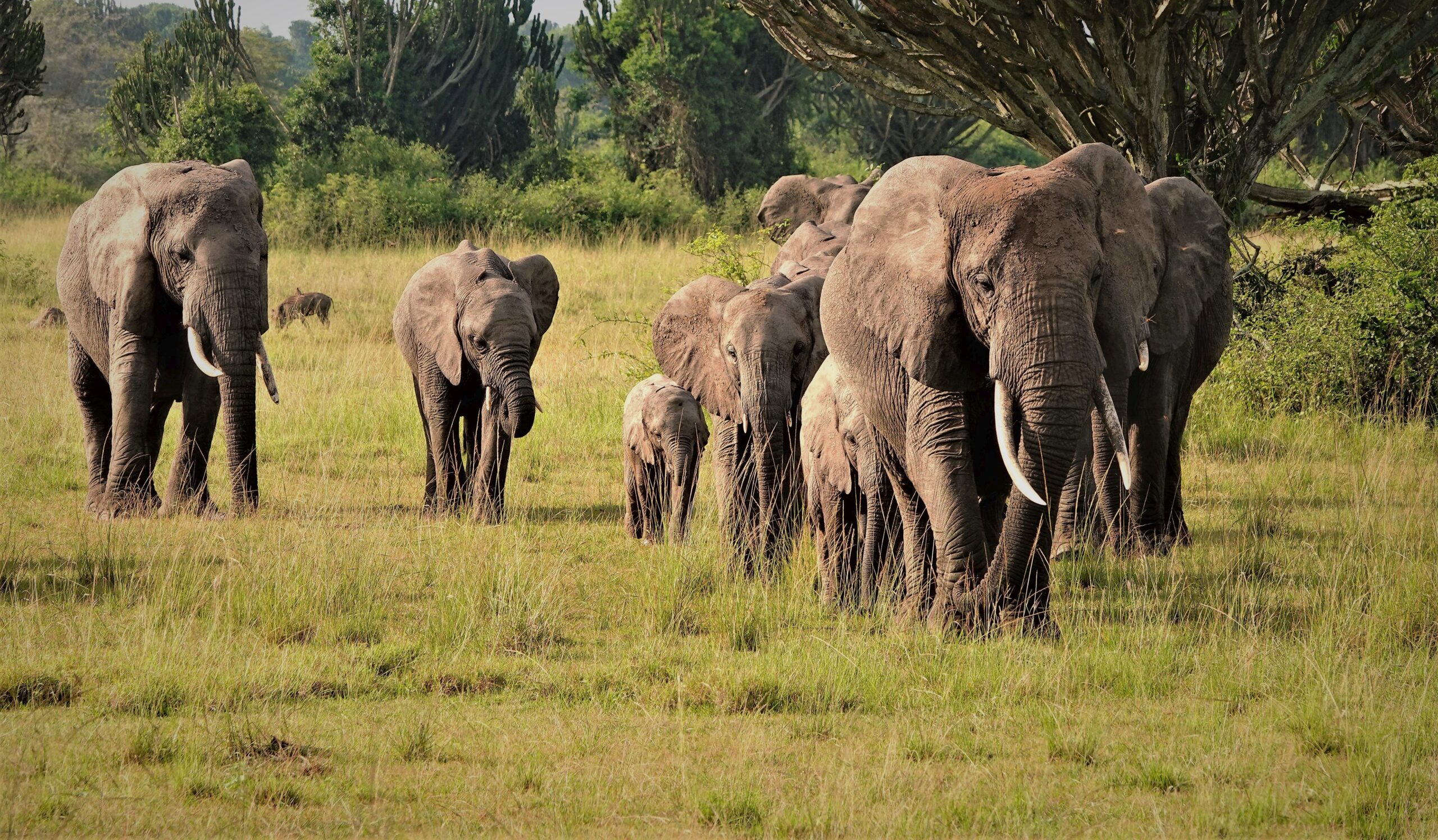 Uganda Wildlife Safari