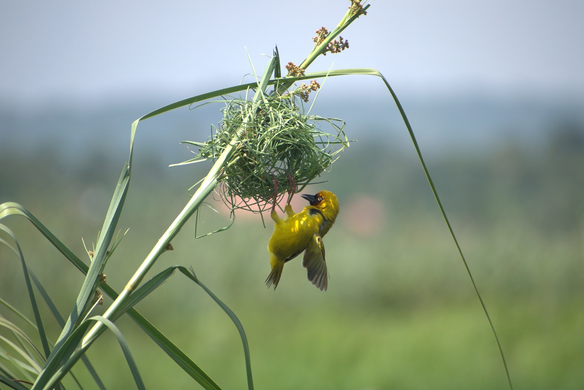 Bird watching safaris