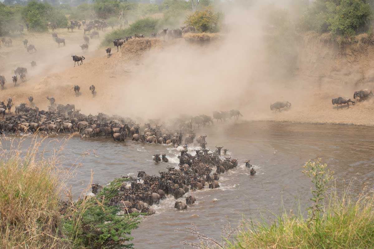 Great Wildlife Migration