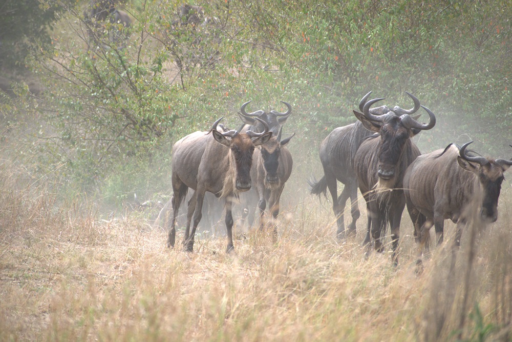 Great Wildlife Migration