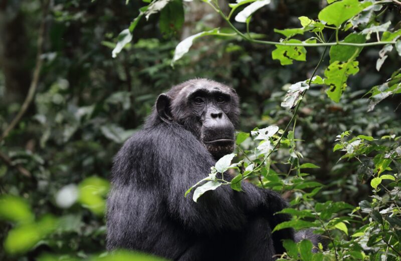 Uganda Chimpanzee Tracking Safari