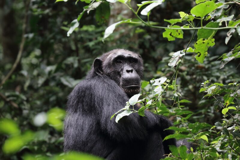 Uganda Chimpanzee Tracking Safari