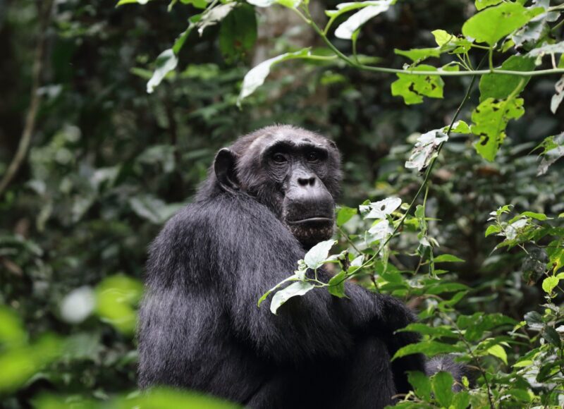 Uganda Chimpanzee Tracking Safari