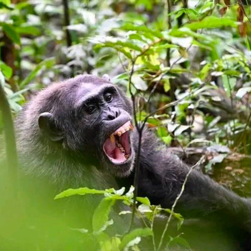 Chimpanzee Tracking Safaris