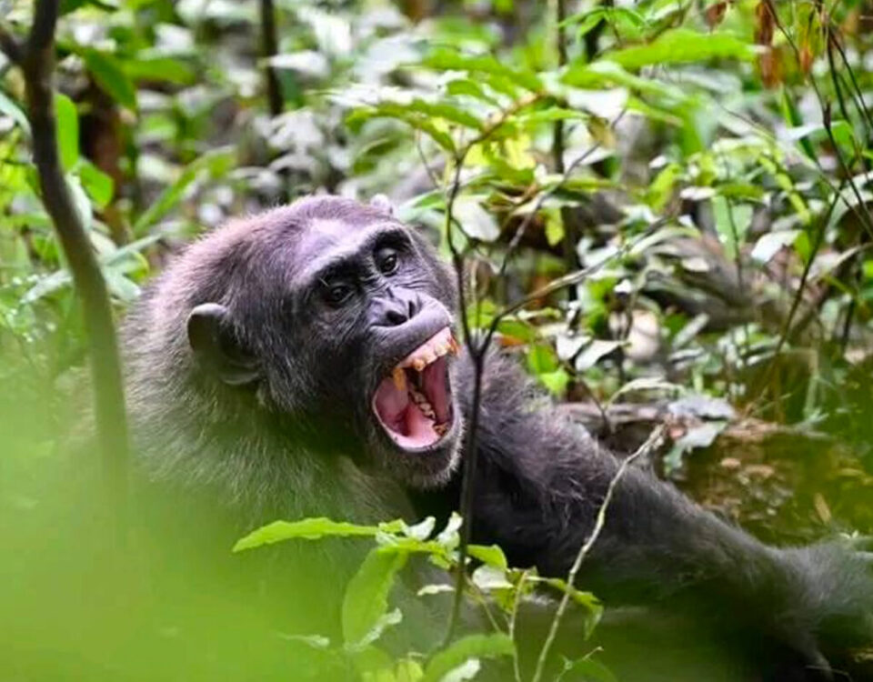 Chimpanzee Tracking Safaris