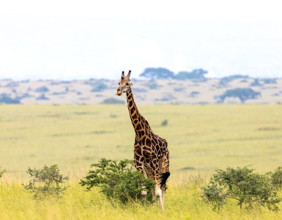 Africa Wildlife Safaris