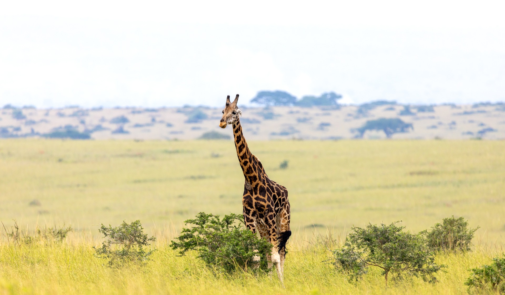 Africa Wildlife Safaris