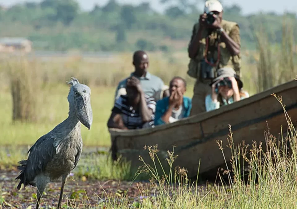 Africa Safari Experiences