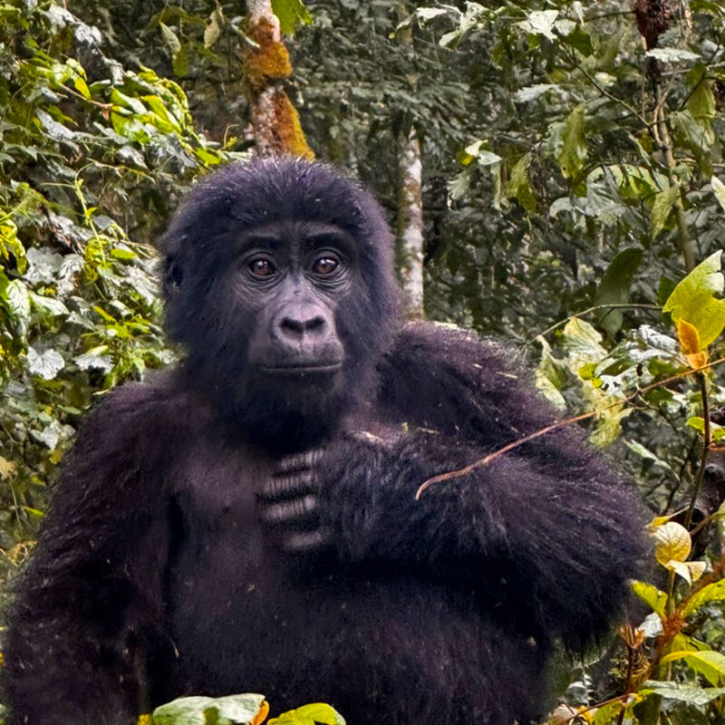 Africa Gorilla Trekking Safaris