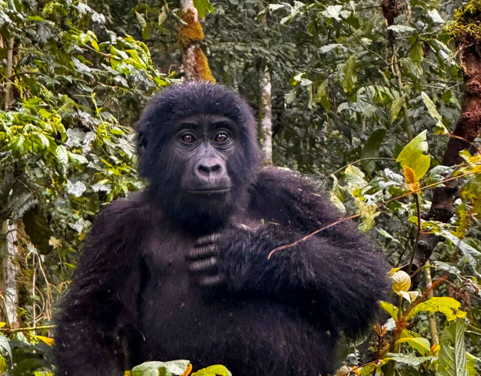 Africa Gorilla Trekking Safaris