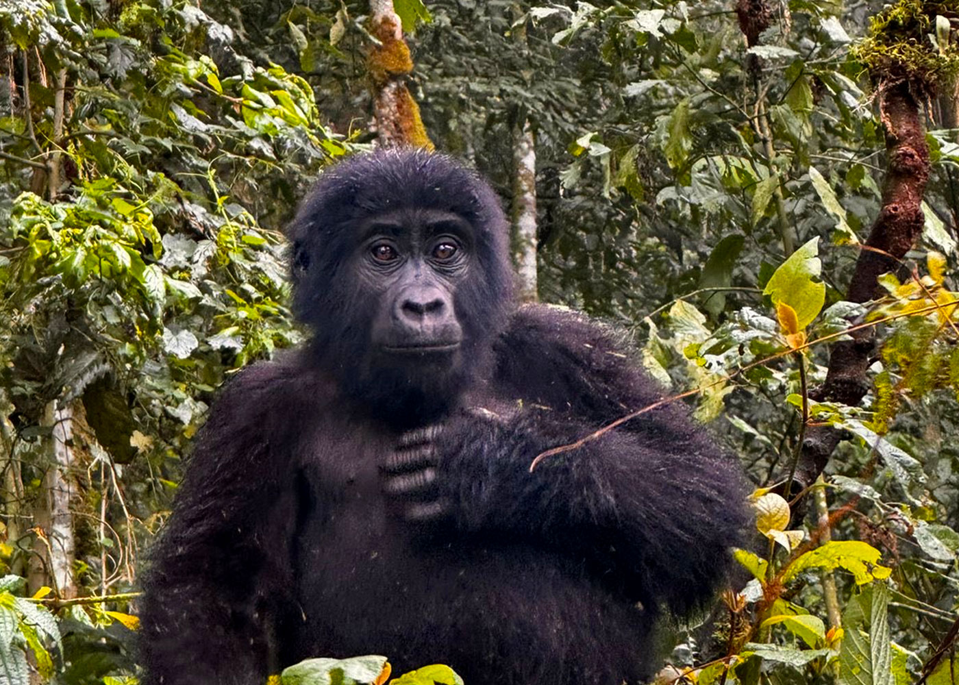 Africa Gorilla Trekking Safaris