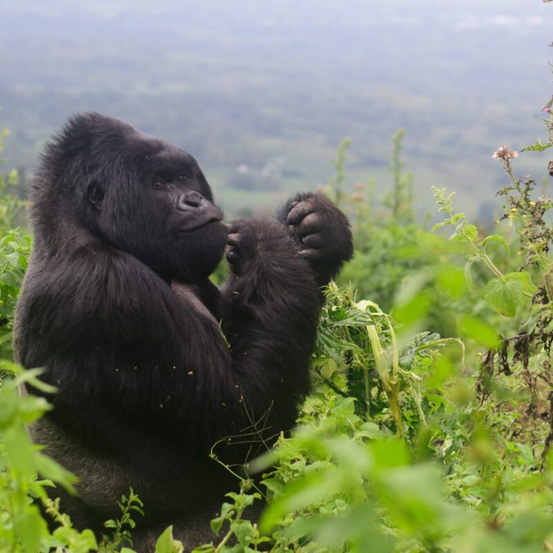 Africa Gorilla Trekking