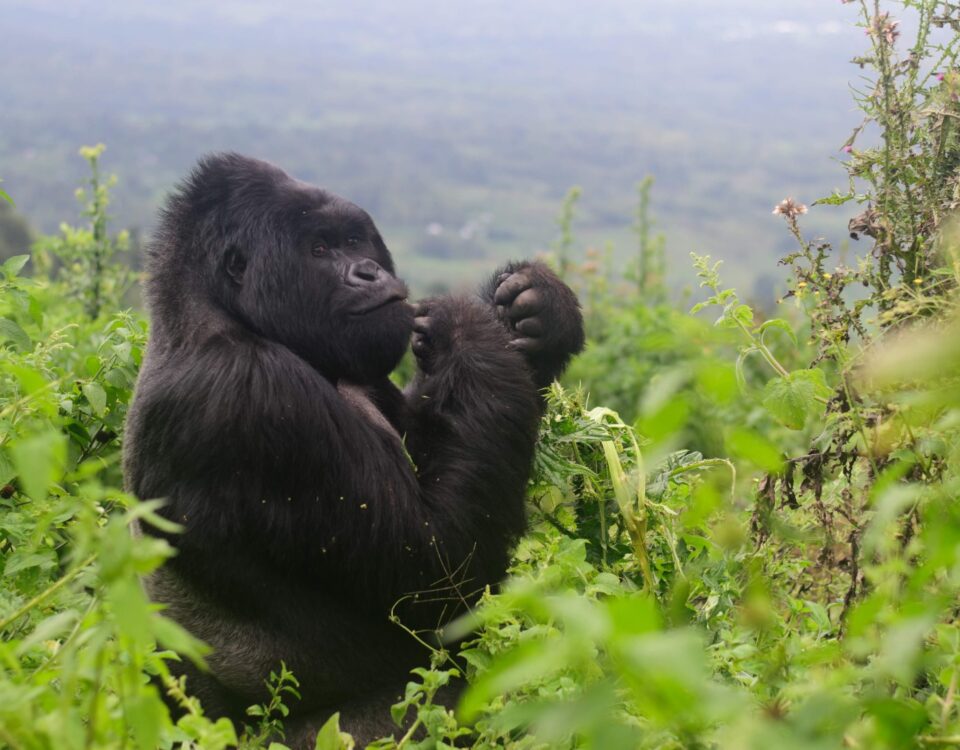 Africa Gorilla Trekking