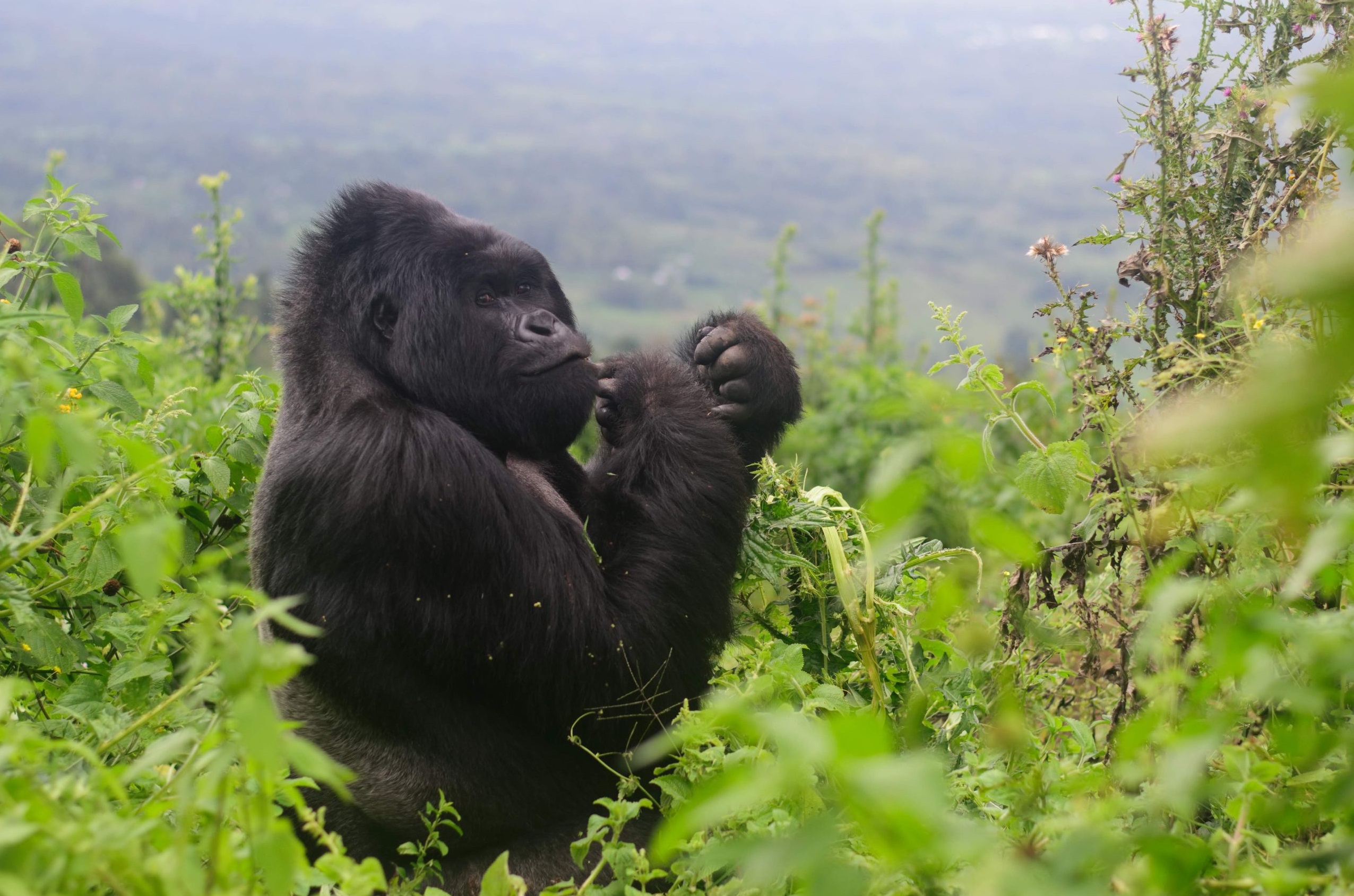 Africa Gorilla Trekking 